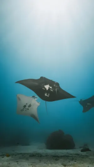 Manta Ray Encounter