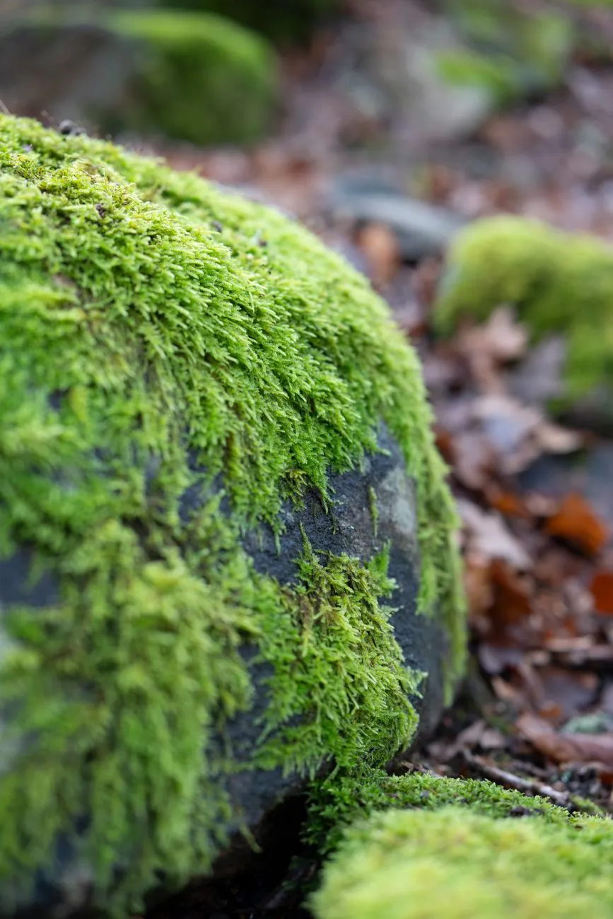 Moss-Covered Rock