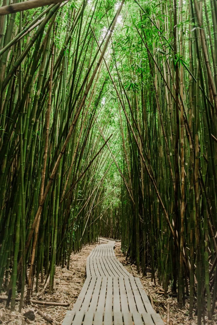 Bamboo Forest Path