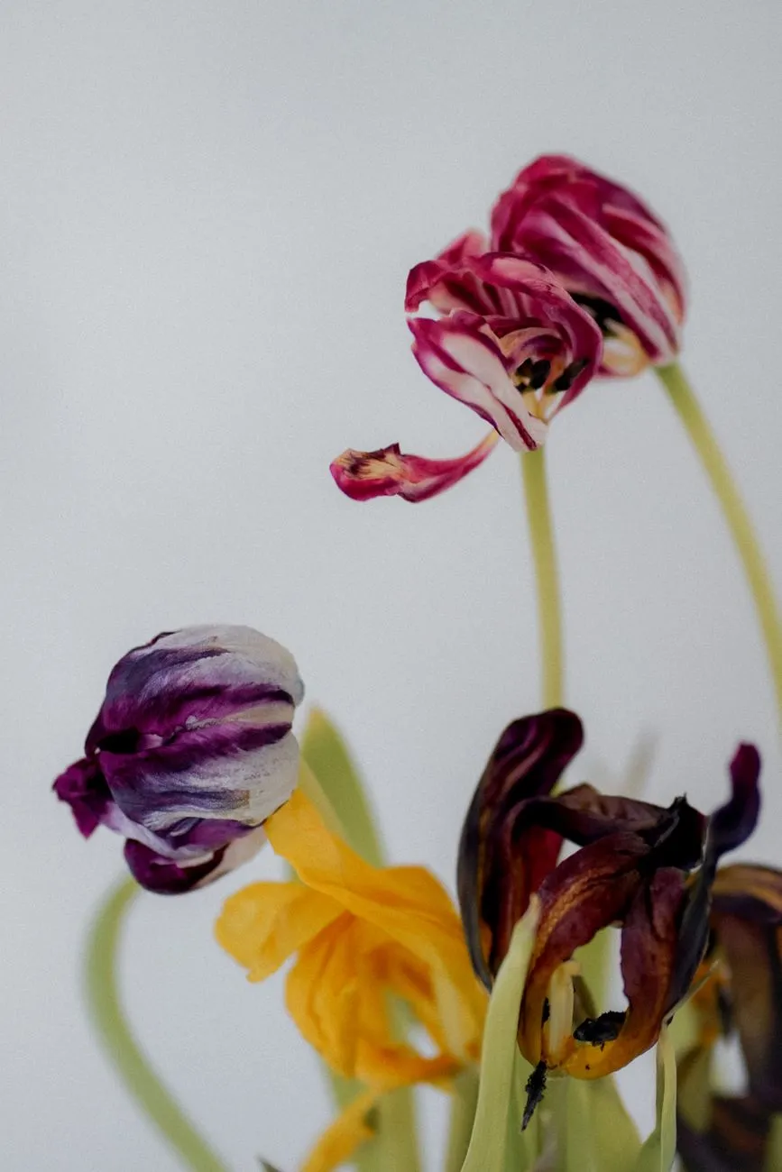 Dried Flowers