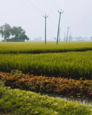 Rural Landscape