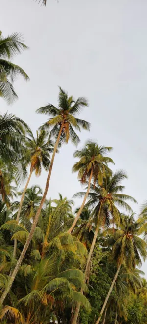 Palm Tree Canopy