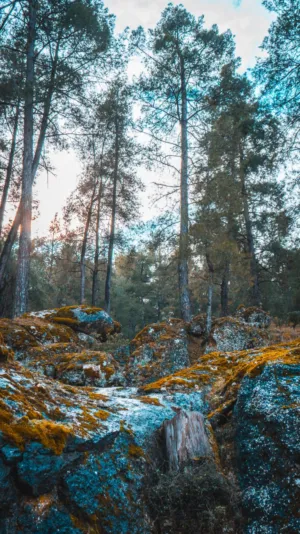 Forest Landscape