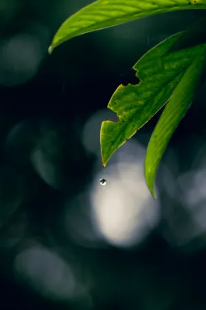 Raindrop On Leaf