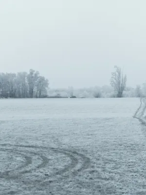Frosty Field