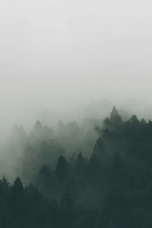 Misty Forest