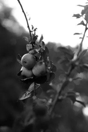 Apples On A Branch