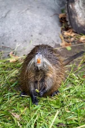 Nutria In The Wild