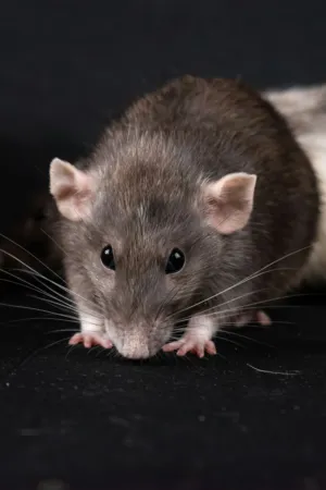 Gray Rat