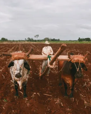 Traditional Farming