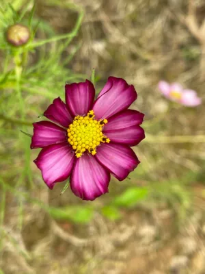Purple Cosmos Flower