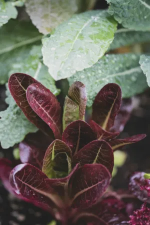 Red Leaf Lettuce