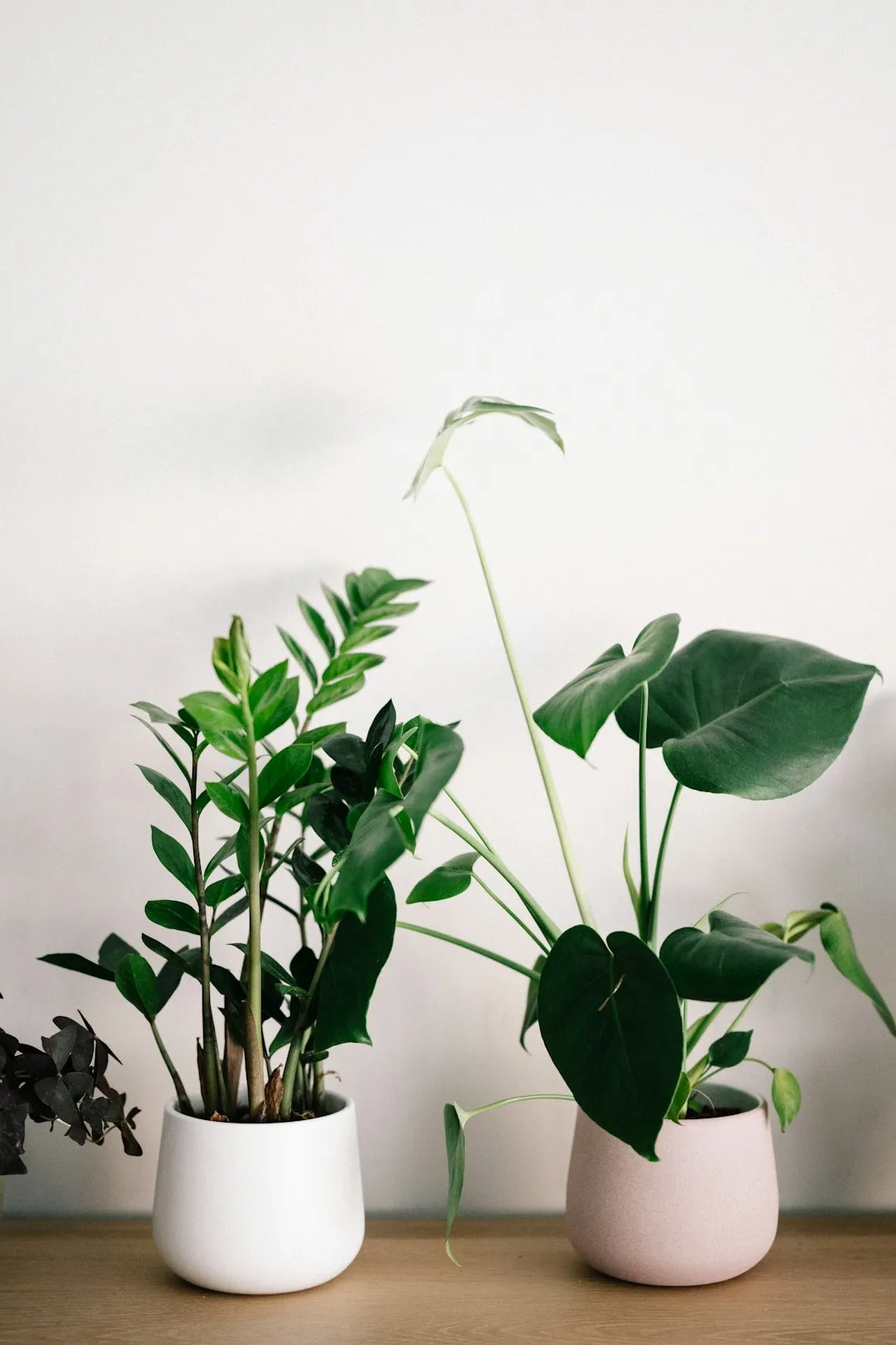 Indoor Plants