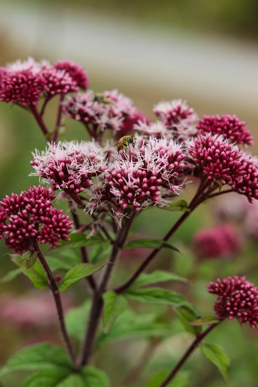 Pink Flowers With Bees