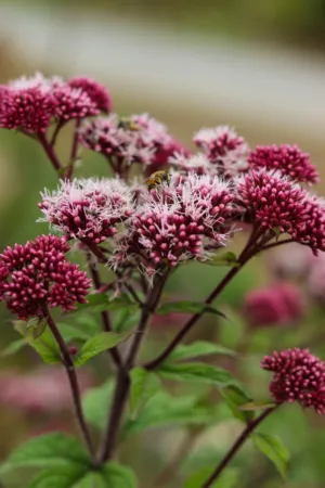 Pink Flowers With Bees