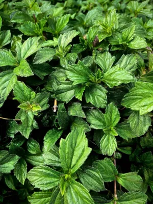 Green Leafy Plant