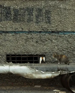 Urban Cat