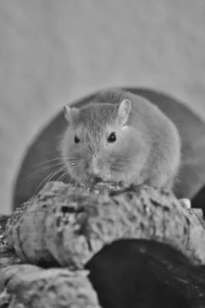 Gray Squirrel