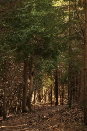 Forest Path