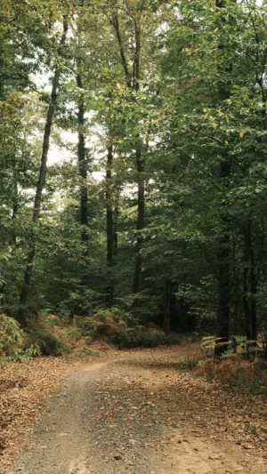 Forest Path
