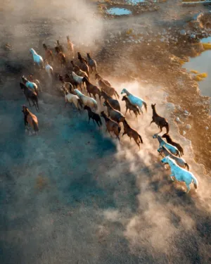 Wild Horses Running