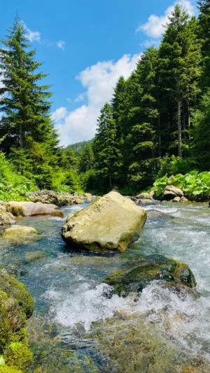 Forest Stream