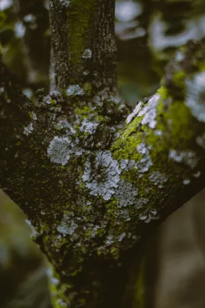 Mossy Tree Trunk