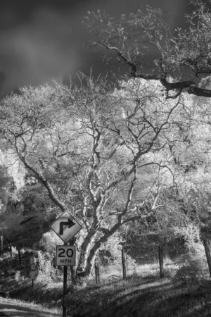 Twisted Trees And Speed Limit Sign