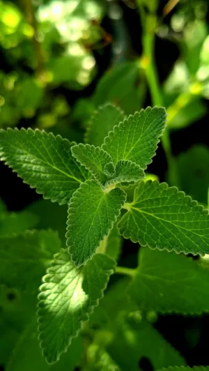 Green Leaves