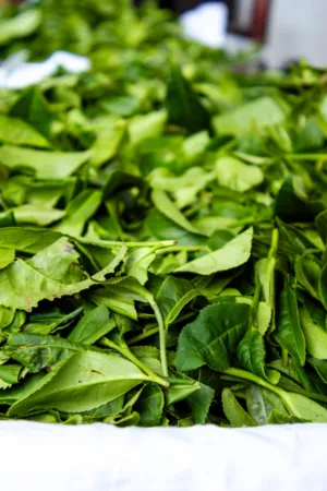 Fresh Tea Leaves