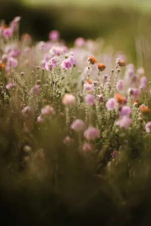 Pink Flowers In Soft Focus