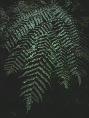 Fern In The Forest