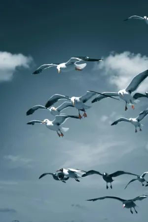 Flock Of Seagulls In Flight