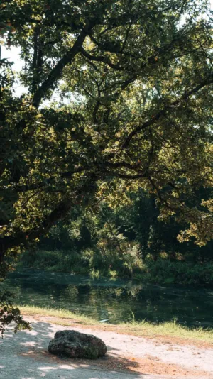 Riverbank In The Forest