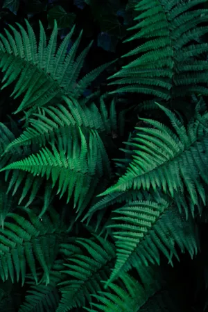Ferns In The Shadows
