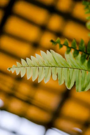 Fern Leaf
