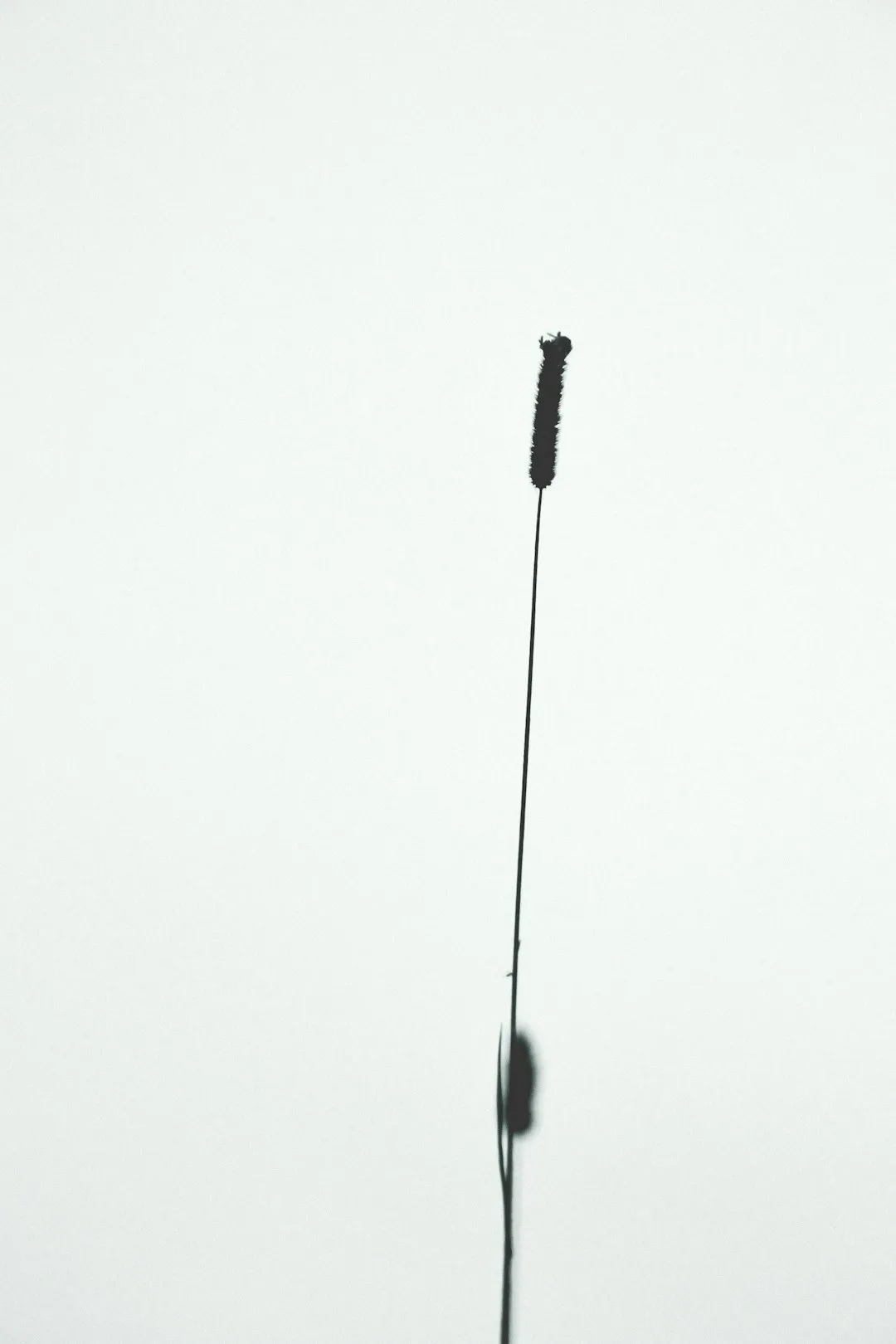 Silhouette Of A Plant
