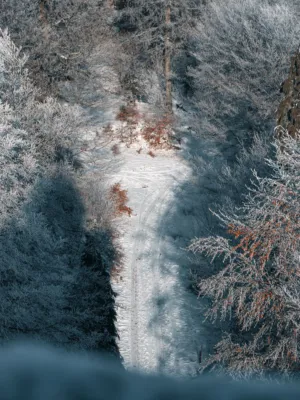 Winter Path
