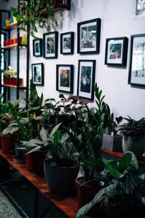 Indoor Plant Display