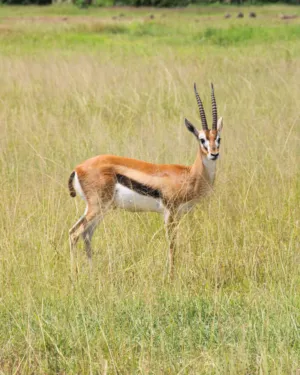 Gazelle In The Grasslands