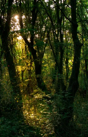 Sunlit Forest Path