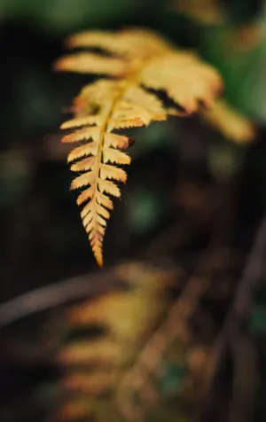 Autumn Fern
