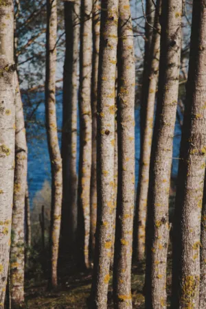 Forest Trees
