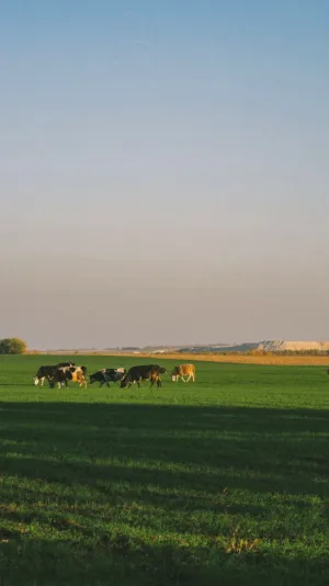 Cows In A Field