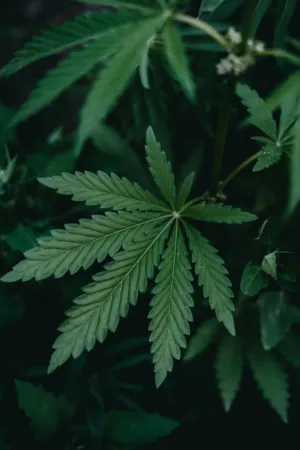 Green Leaf