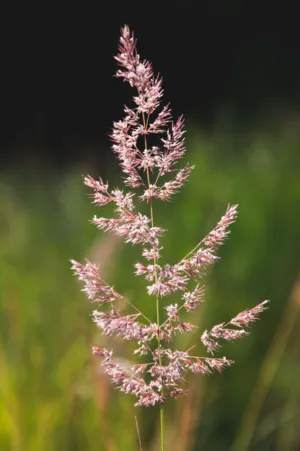 Pink Grass Seed Head