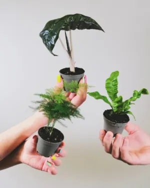 Miniature Houseplants