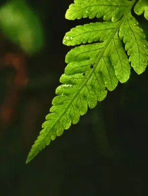 Green Fern Leaf