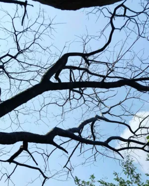 Tree Branches Against Sky