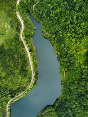 River And Forest